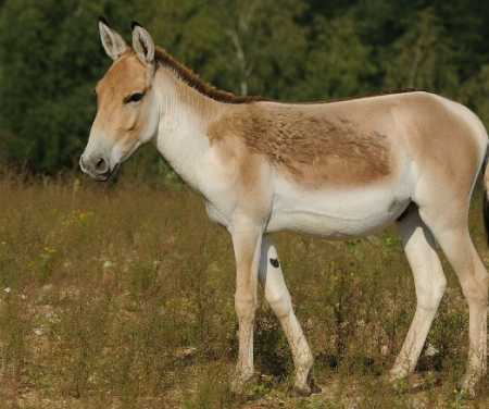 ركوب الحمار في الحلم